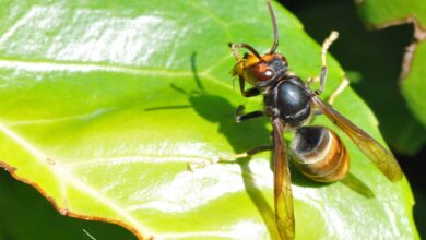 Die asiatische Hornisse (Vespa velutina) eine Gefahr für unsere Honigbiene?