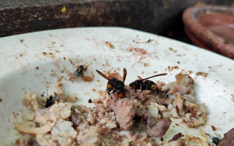 Die Asiatische Hornisse ernährt sich auch von Aas. (Foto: Klaus Maresch)