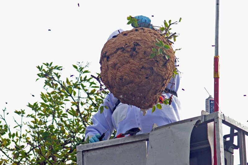 Abtransport des Nestes der Asiatischen Hornisse in Kessenich