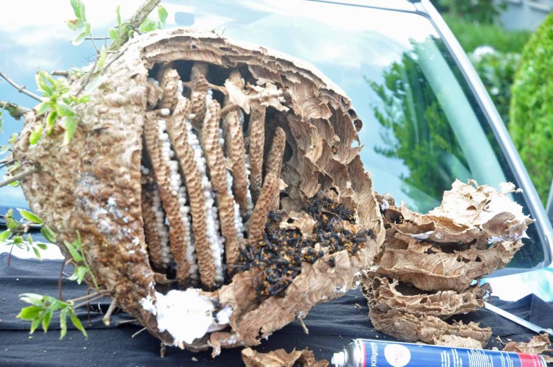 Untersuchung des Nestes der Asiatischen Hornisse in Kessenich