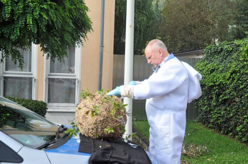 Klaus Maresch mit Nest der Asiatischen Hornisse