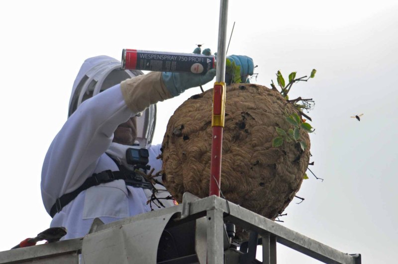 Abtötung des Nestes der Asiatischen Hornisse in Kessenich