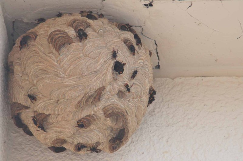 Vespa velutina Nest in Friesdorf (Foto: Klaus Maresch)