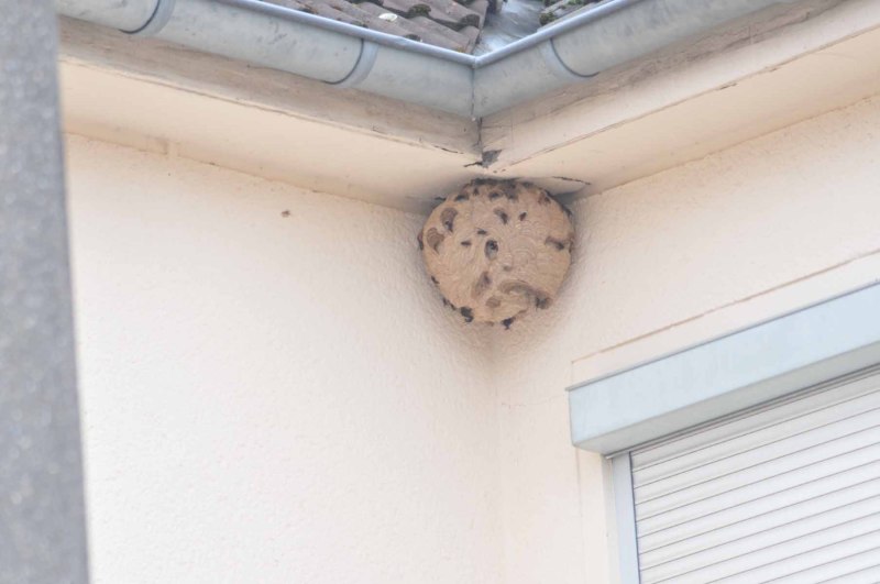 Vespa velutina Nest in Friesdorf (Foto: Klaus Maresch)