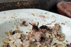 Die Asiatische Hornisse ernährt sich auch von Aas. (Foto: Klaus Maresch)