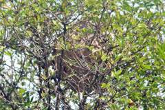 Ein Nest der Asiatischen Hornisse in einem Holunderstrauch (Foto: Klaus Maresch)