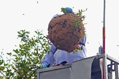 Abtransport des Nestes der Asiatischen Hornisse in Kessenich