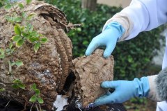 Untersuchung des Nestes der Asiatischen Hornisse in Kessenich