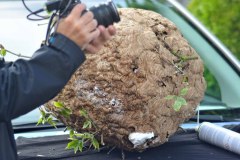 Untersuchung des Nestes der Asiatischen Hornisse in Kessenich