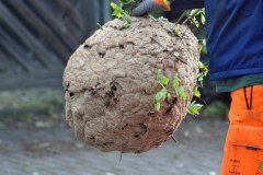 Ein Mitarbeiter beim Abtransport des Nestes (Foto: Klaus Maresch)