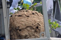 Abtransport des Nestes der Asiatischen Hornisse in Kessenich