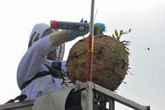 Abtötung des Nestes der Asiatischen Hornisse in Kessenich