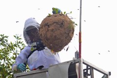 Abtransport des Nestes der Asiatischen Hornisse in Kessenich