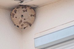 Vespa velutina Nest in Friesdorf (Foto: Klaus Maresch)