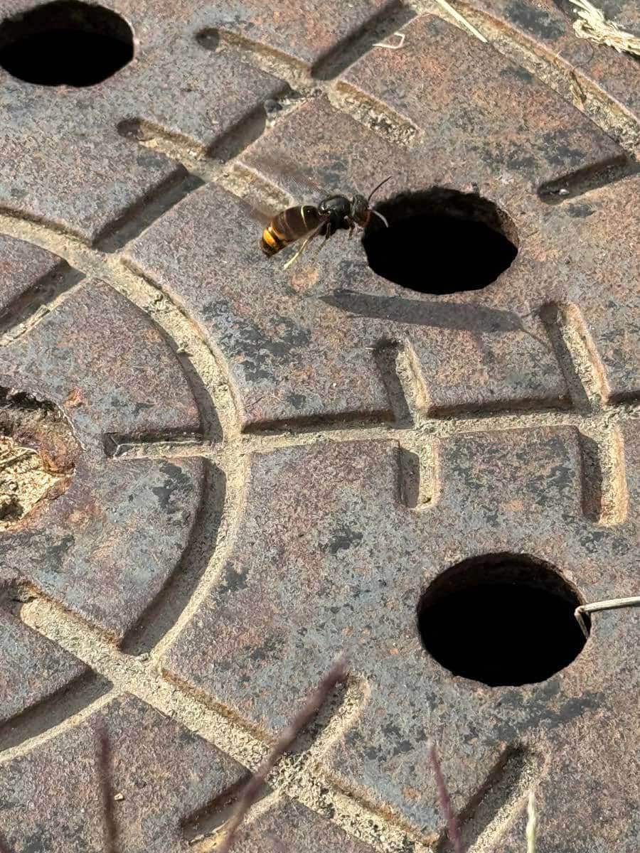 Nest der Asiatischen Hornisse in Düsseldorf