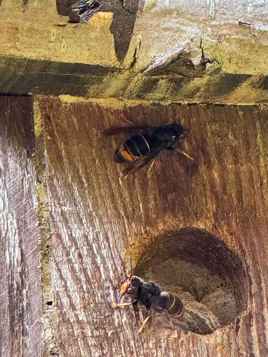 Primärnest Asiatische Hornisse Düsseldorf (Foto: Klaus Maresch)