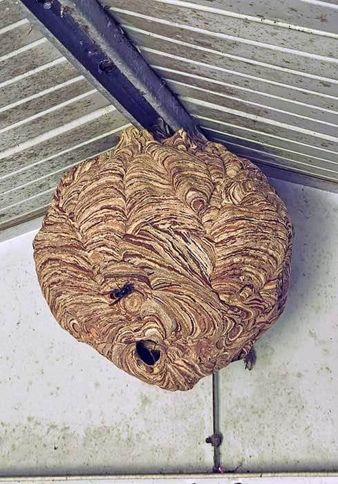 Primärnest Asiatische Hornisse Trier (Foto: Carsten Remser)