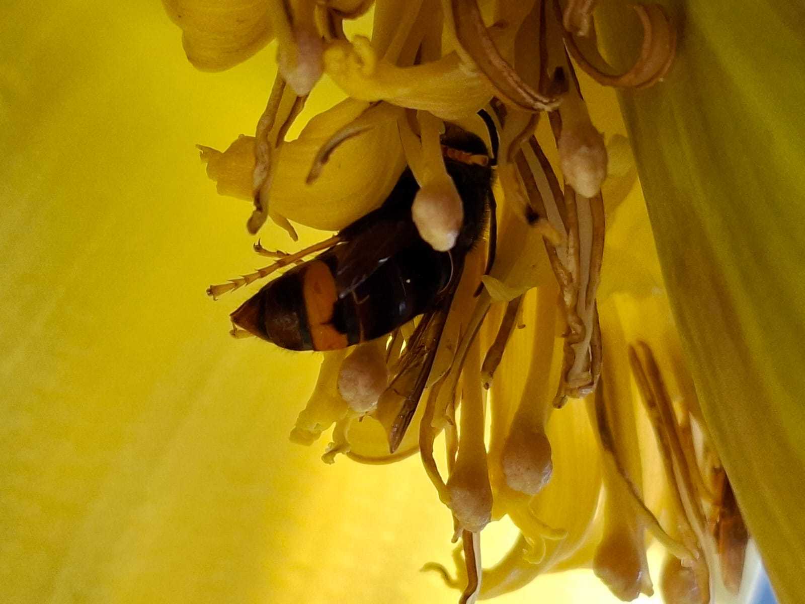 Vespa velutina an Bananenstaude Bottrop (Foto: Marcel Erb)