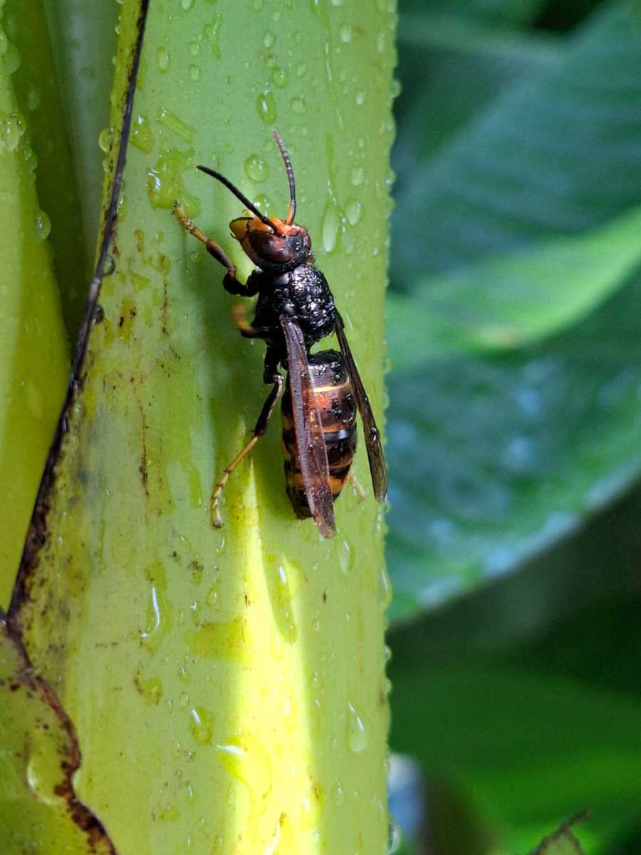 Vespa velutina an Bananenstaude Bottrop (Foto: Marcel Erb)