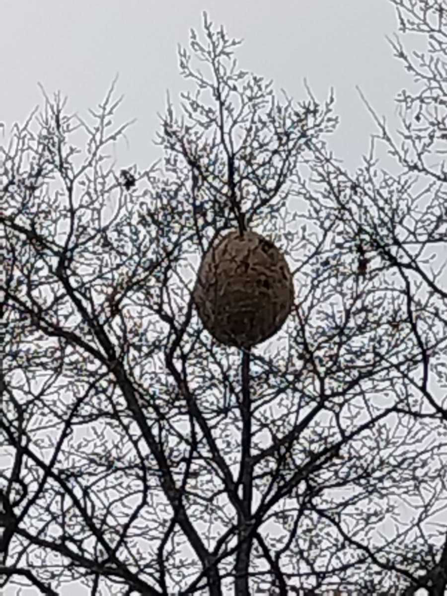 Sekundärnest der Asiatischen Hornisse in einem Baum