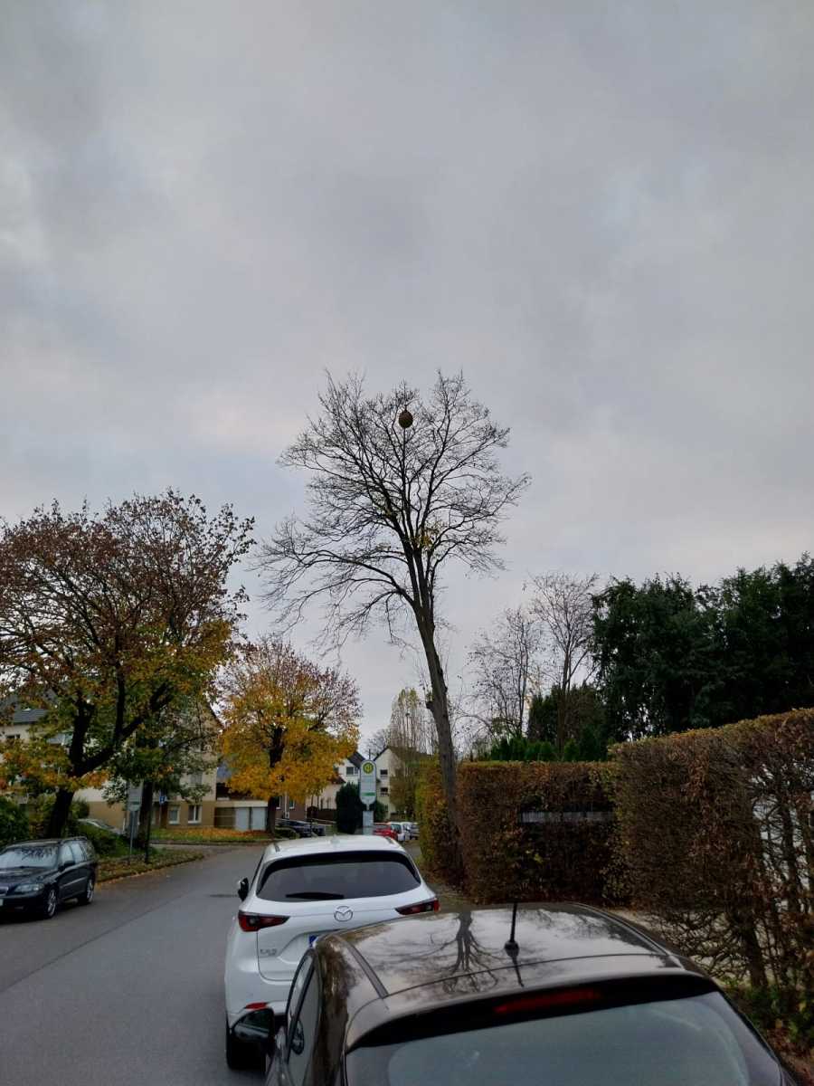 Sekundärnest der Asiatischen Hornisse in einem Baum