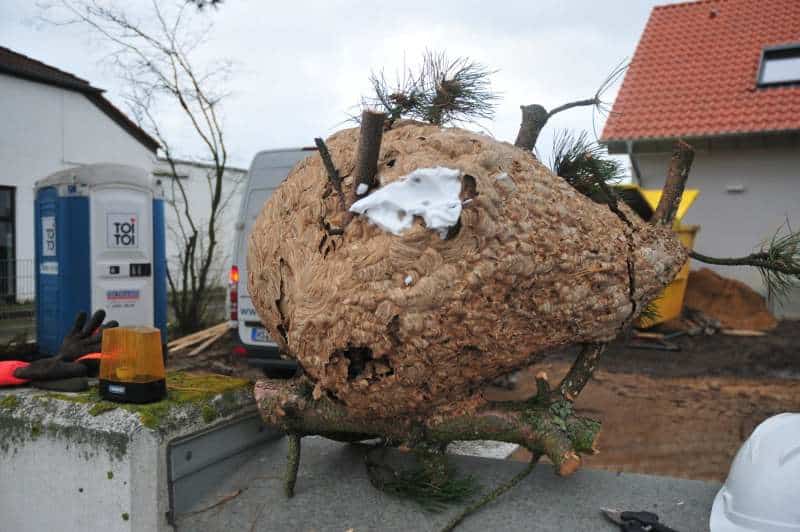 Asiatische Hornisse Sekundärnest in Swisttal-Heimerzheim (Foto: Klaus Maresch)