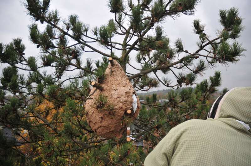 Asiatische Hornisse Sekundärnest in Swisttal-Heimerzheim (Foto: Klaus Maresch)