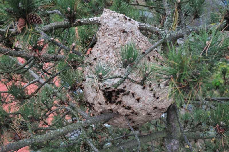 Asiatische Hornisse Sekundärnest in Swisttal-Heimerzheim (Foto: Klaus Maresch)