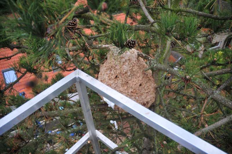 Asiatische Hornisse Sekundärnest in Swisttal-Heimerzheim (Foto: Klaus Maresch)