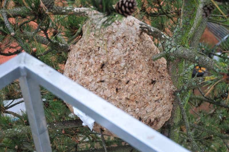Asiatische Hornisse Sekundärnest in Swisttal-Heimerzheim (Foto: Klaus Maresch)