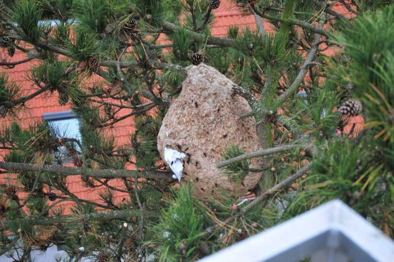 Asiatische Hornisse Sekundärnest in Swisttal-Heimerzheim (Foto: Klaus Maresch)