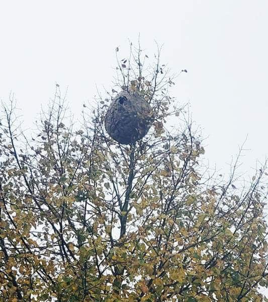 Asiatische Hornisse in Trier (Foto: StadtGrün Trier)