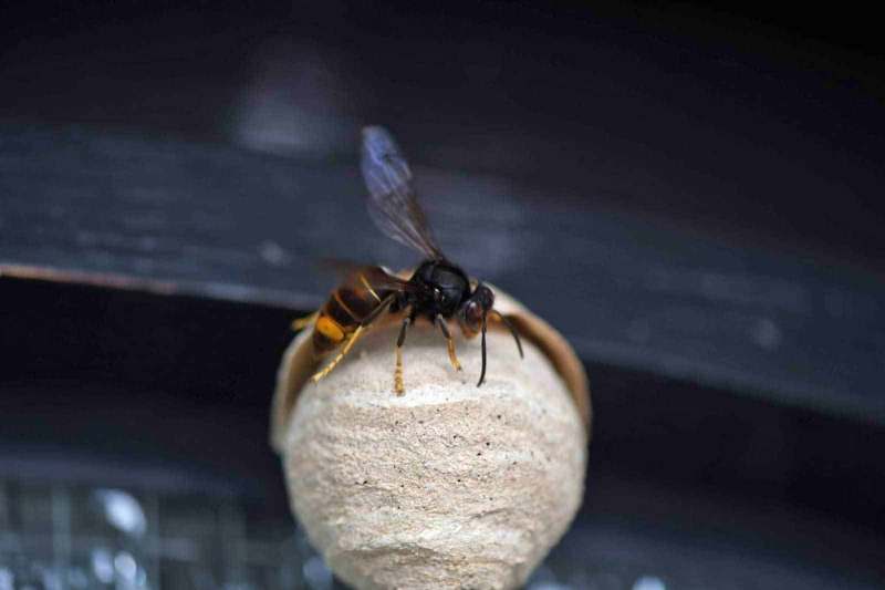 Embryonalnest Königswinter mit Königin (Foto: Klaus Maresch)