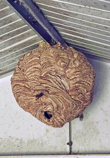 Primaernest Asiatische Hornisse Trier (Foto: Carsten Remser)
