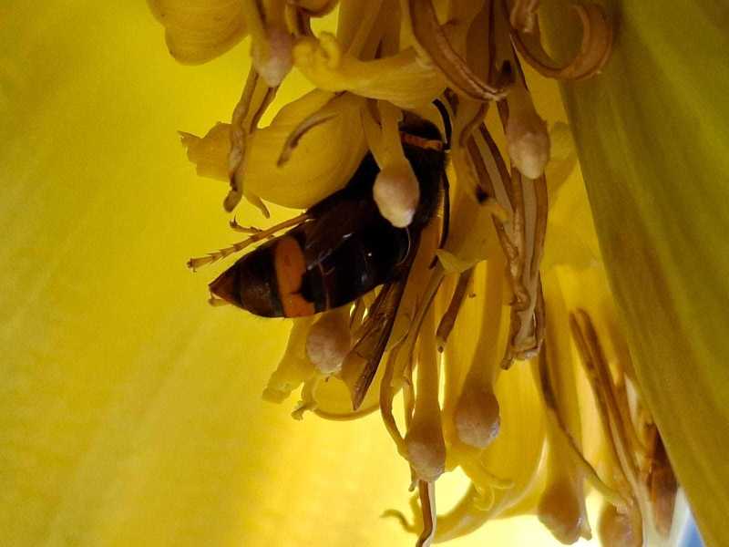 Vespa velutina an Bananenstaude Bottrop (Foto: Marcel Erb)