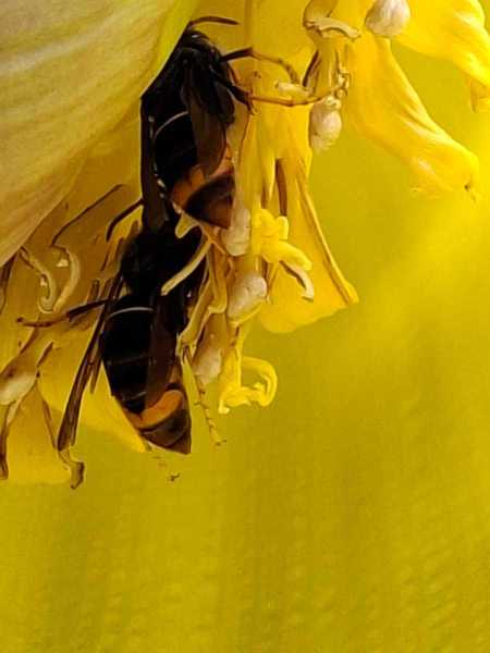 Vespa velutina an Bananenstaude Bottrop (Foto: Marcel Erb)