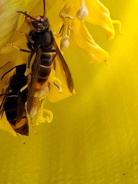 Vespa velutina an Bananenstaude Bottrop (Foto: Marcel Erb)