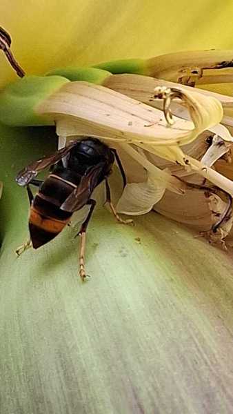 Vespa velutina an Bananenstaude Bottrop (Foto: Marcel Erb)
