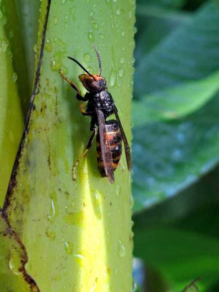 Vespa velutina an Bananenstaude Bottrop (Foto: Marcel Erb)