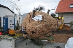 Asiatische Hornisse Sekundärnest in Swisttal-Heimerzheim (Foto: Klaus Maresch)