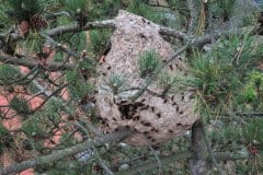 Asiatische Hornisse Sekundärnest in Swisttal-Heimerzheim (Foto: Klaus Maresch)