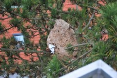Asiatische Hornisse Sekundärnest in Swisttal-Heimerzheim (Foto: Klaus Maresch)