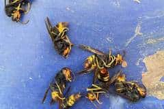 Velutina-Arbeiterinnen Bienenstand in Köln