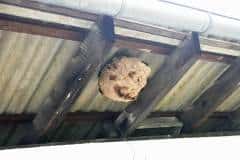 Velutina-Nest in der Annaberger-Str-58, Friesdorf (Foto: Klaus Maresch)