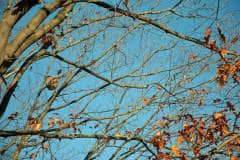 Velutina-Nest-Pauluskirche