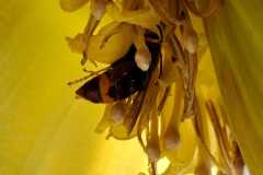 Vespa velutina an Bananenstaude Bottrop (Foto: Marcel Erb)