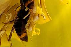 Vespa velutina an Bananenstaude Bottrop (Foto: Marcel Erb)