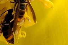 Vespa velutina an Bananenstaude Bottrop (Foto: Marcel Erb)
