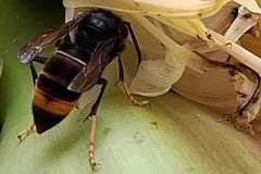 Vespa velutina an Bananenstaude Bottrop (Foto: Marcel Erb)