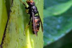 Vespa velutina an Bananenstaude Bottrop (Foto: Marcel Erb)